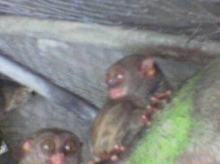 Famous Tarsiers of Bohol, Philippines