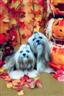 Two of my lhasa apsos