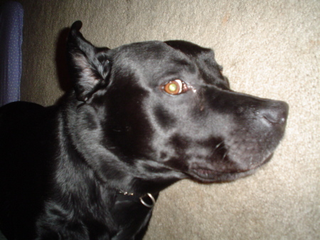 Max ( Northern Black Lab ) The best dog you could ever want!