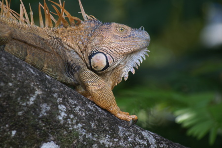 Iguana in Costa Rica 2008