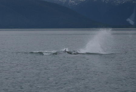 Alaska 2008  Whales at play