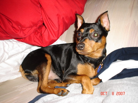 The newest adoptee from the Quad Cities, Sammy the 1yo Min Pinscher!