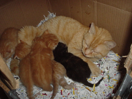 Marma with kittens