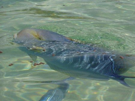 Fish-Kauai