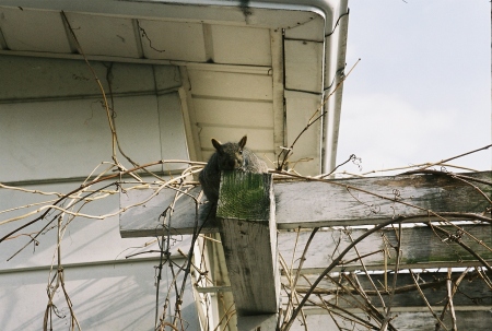 Wisconsin Roof Rat             -by Anna Hahm