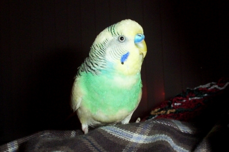 my birdie