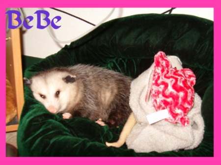 BeBe the possum!