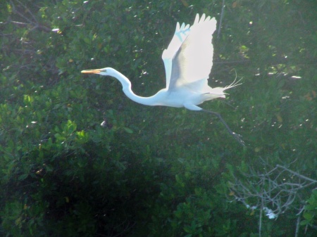 CRANE IN FLIGHT