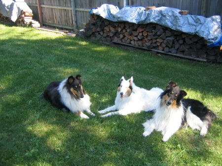 Our Collie Kids!