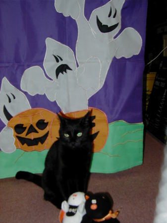 Miss Kitty Halloween 2005