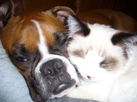 Boxer Lucy and Ricky our Kitty