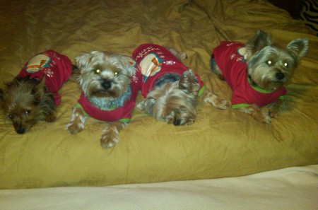 Our Dogs: Munkey, Spunkey, Punkey, Klunkey