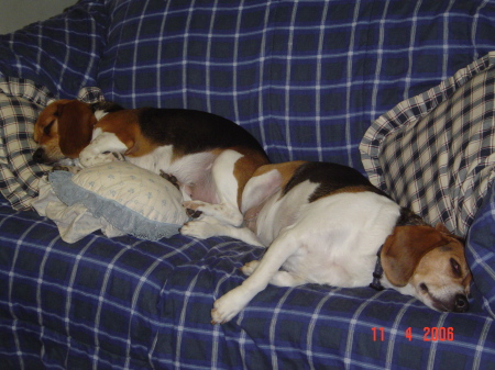 Our lazy beagles in the usual pose!