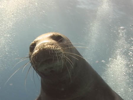 Hawaiian Monk Seal