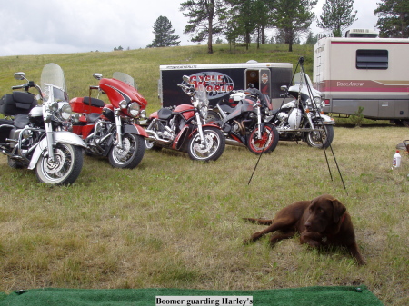 Boomer guarding Harley's in S.D.