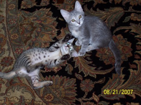 My two cats as babies