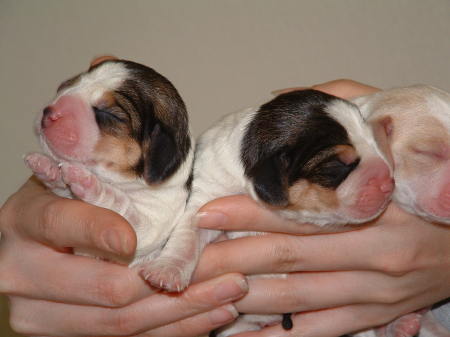 c-section beagle pups 003