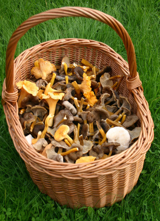 Mushroom basket