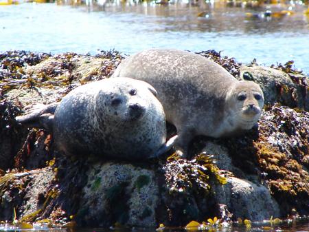 Fur Seals - Iona, Scotland
