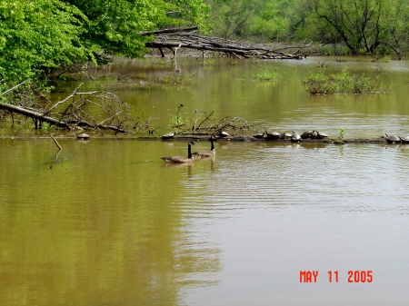 TURTLES BASKING IN THE SUN