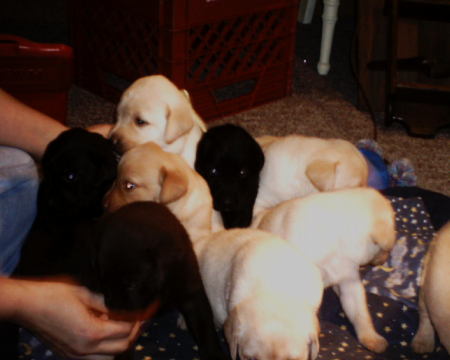 The newest puppies!!!