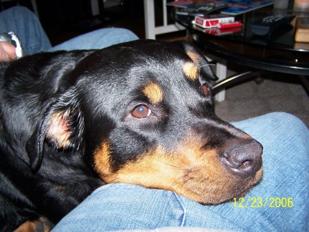 Isis, our 2 year old Rottie