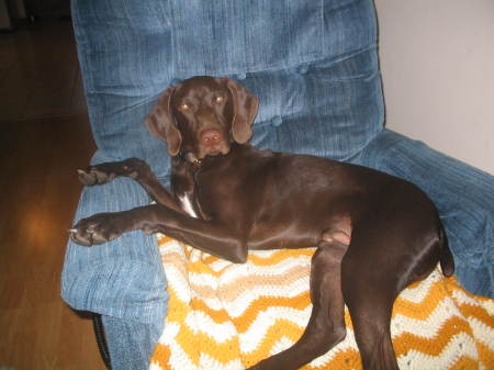 Charlie in his favorite chair