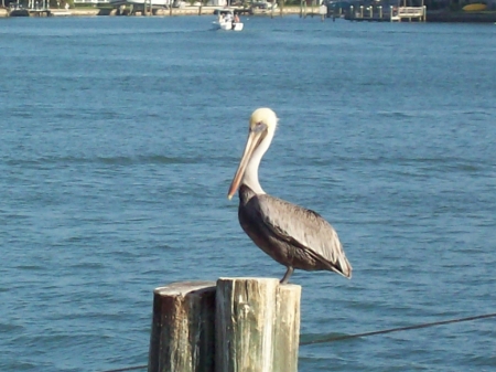 Johns pass