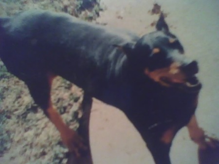 this was the dog