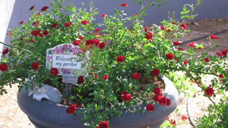 My garden: Red Cascade (rose)