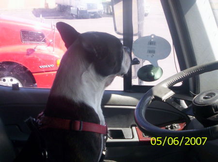 Barney the truck Dog