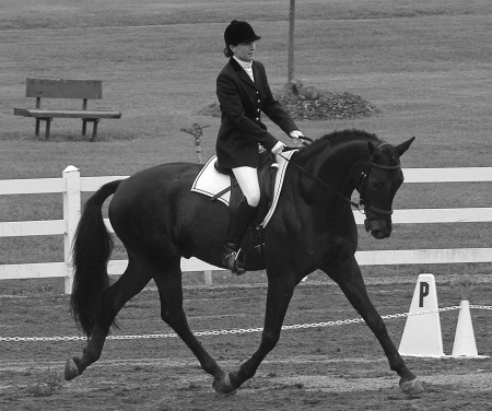 Detruchels Champion Dressage Horse