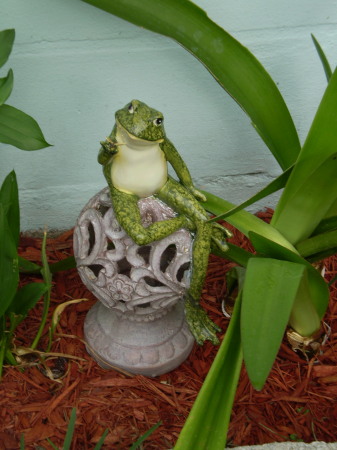 Garden frog