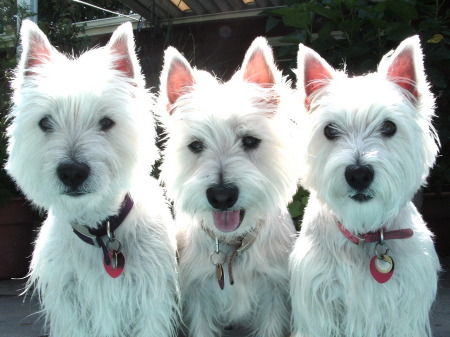 westies in a row