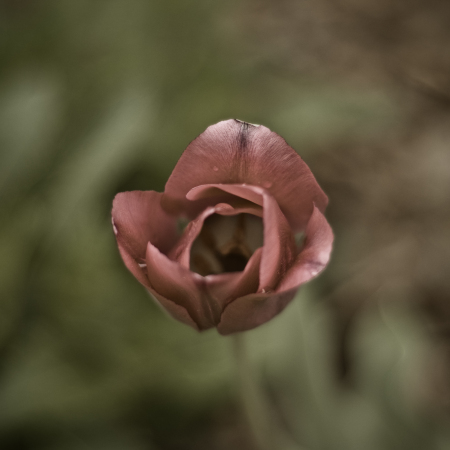 Red Tulip