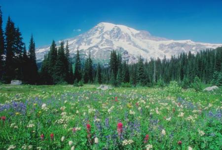 Mt. Rainier with Tipsoo meadow in foreground