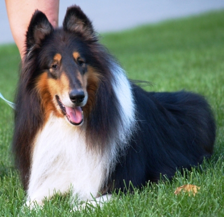 One of our Collie's Bear