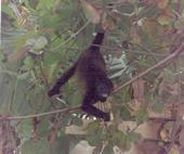 mango stealing monkey in my tree!