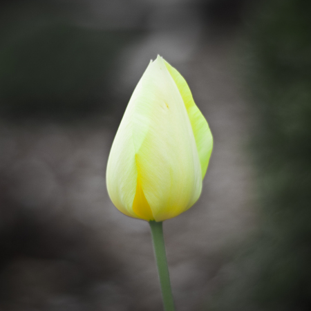 Yellow Tulip