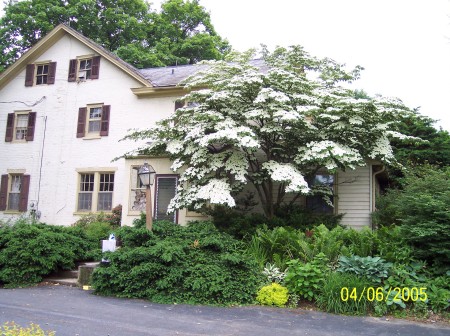 My house and dogwoodtree