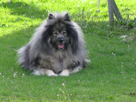 My Keeshond Daisy