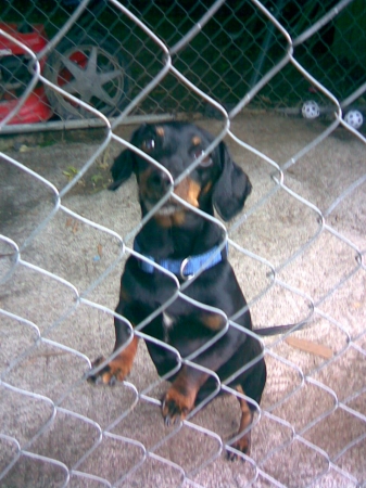 Tigger the WATCH DOG!!