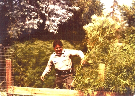1979 Marijuana Police Heist
