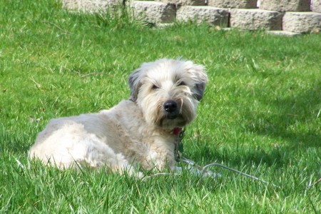 Lucy our Soft-Coated Wheaten Terrier