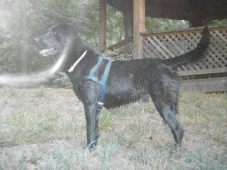 SHADOW, my OLD BLACK LAB