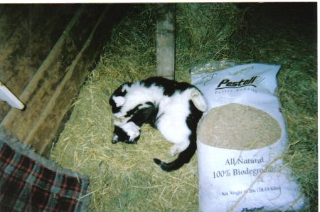 Mark Prior - the ultimate barn cat