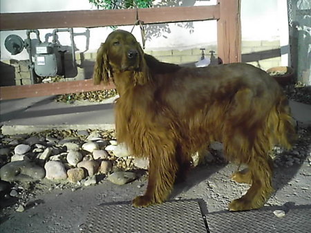 Royale Redmond O King  my 5 year old stud dog and male irish setter