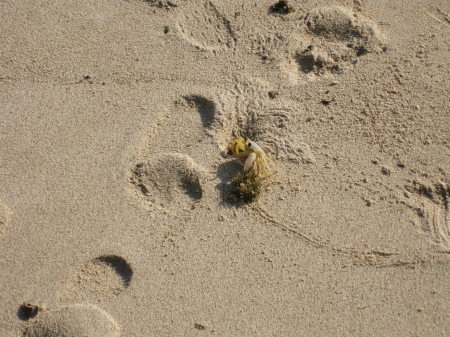footprint -sand crab