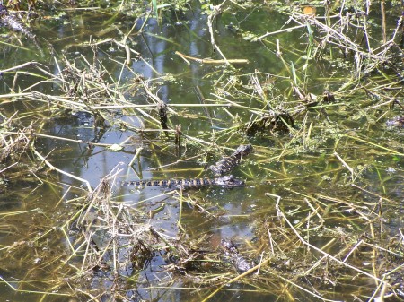 baby "gators"