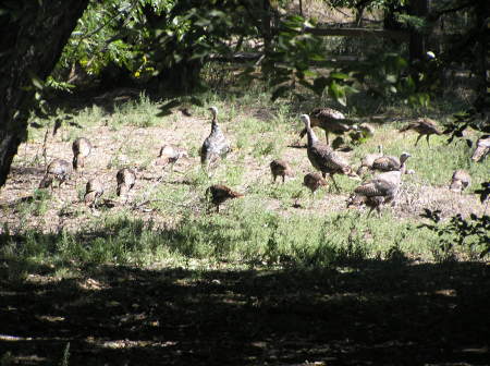 Wild turkeys in my back yard